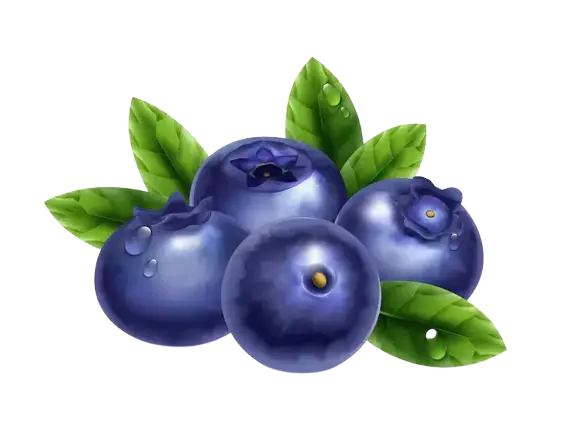 Blueberry Fruit